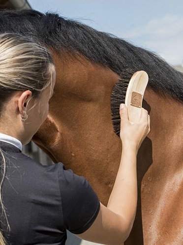 Din første hest, kap. 9, strigler og staldapotek.